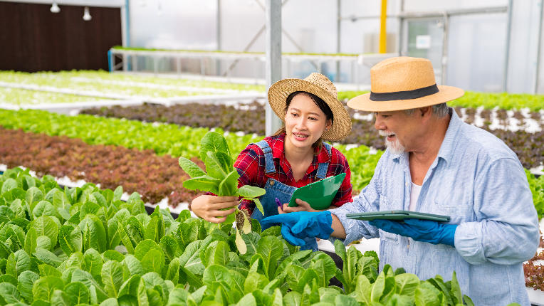 Young woman and senior man farmer using digital tablet working together in hydroponic vegetable garden.