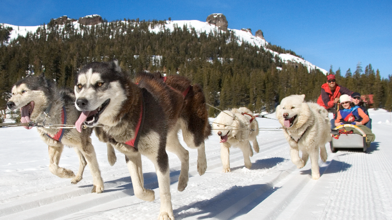 Dogs are pulling people by a dog sled in the snow.